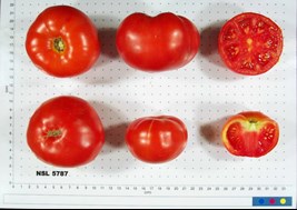 /ARSUserFiles/80600500/Crops/Tomato/allred tomato.jpeg